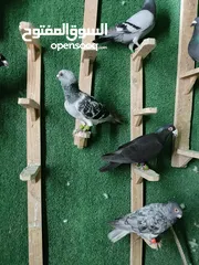  20 حمام مشكل بسعر حرق