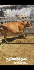  3 cow for sale