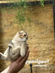  15 قطط سكوتش فولد وسكوتش ستريت للبيع اقرأ الوصف