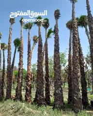  5 washingtonia palms , Date palms of all sizes available with delivery and planting in uae