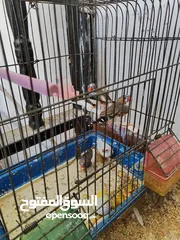  1 طيور جنة للبيع