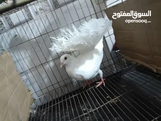  4 قصيين كرزلى القص زغلولين كشك بنيدى  شابةهزاز  دكر زايف بكستانى
