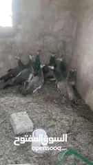  5 اربع جواز طاووس