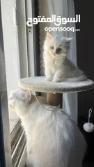  9 شيرازي بيور pure Persian cats