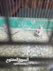  14 جوز حب اول شغلهم مع جوز جنه بلاكات تحمهم بيض