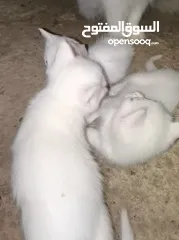  4 قطه أنثى شيرازيه اصل مع ولادها 4 للبيع
