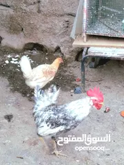  2 زوج دجاج عرب
