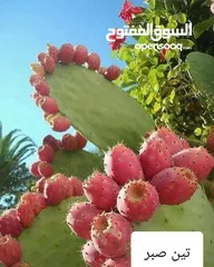  23 جميع أصناف الفواكة والحمضيات والزيتون ( بلدي ومستورد )