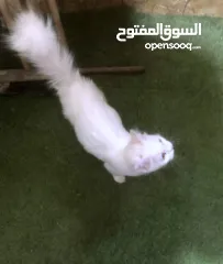  3 ذكر وانثى و5 قطط صغار