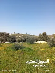  1 750م مشجرة زيتون العال والروضة حوض ابو الغزلان بسعر مغري