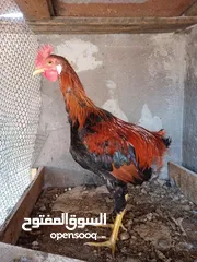  5 ديوجه للبيع تفاصيل بلوصف