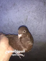  1 جوزين حمام للبيع
