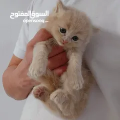  7 pure persian kitten