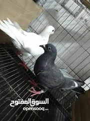  3 قصيين كرزلى القص زغلولين كشك بنيدى  شابةهزاز  دكر زايف بكستانى