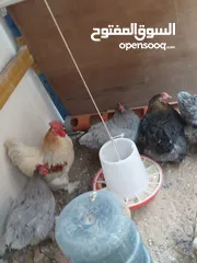  3 دجاج وصيصان كوشن العملاق