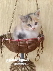  2 قطط شيرازي ذكر و انثى