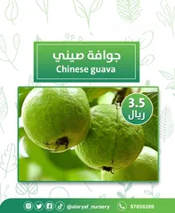  12 شتلات وأشجار الجوافة من مشتل الأرياف أسعار منافسة الأفضل في السوق  امرود کا درخت  guava