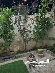  2 هاسكي للبيع لعدم التفرغ