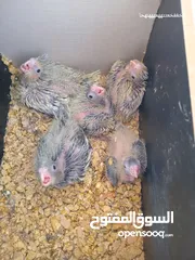 19 5 فراخ كوكتيل بحالة ممتازة يمكن بيعهم كامل ويمكن بالحبة للبيع