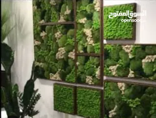  10 Moss walls for houses and office + Gallery 1 art work