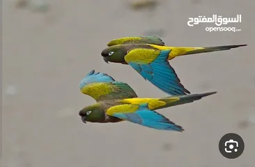  1 مطلوب مطلوب مطلوب ببغاء دره اليف ويفضل يكون متكام