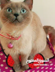  19 قط  و قطه هملايا شوكلت و قطتين  كتنز كتن بيبي  3 شهور  ابيض ناصع و عيون زرق  القط رغدول البيور الضخم