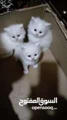  1 عدد 3 قطط شيرازى للبيع