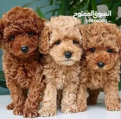  1 جراء بوديل اصغر حجم بسعر منافس