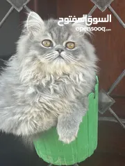  1 ذكر جاهز 4شهور مكس بيرجن إكزوتيك