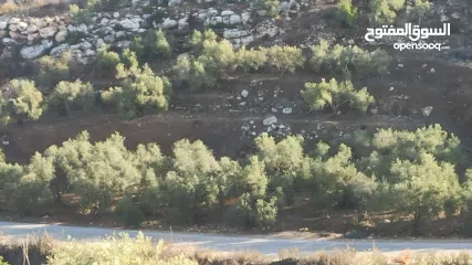  1 ارض على طريق بلعا دير الغصون قبل مفرق اكتابا