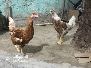  6 دجاج عرب اصلي