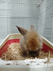  7 ارنب ليون هيد ، الارنب جميل جدا و بيحب اللعب جدا عمره شهرين و مفيش خوف من الايد خالص و متعلم ليتر بو