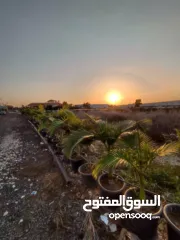  1 ارض طابو بمساحة 587 متر للبيع