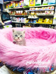  1 قطه سكوتش ستريت شورت هير اطراف قصيره العمر 60يوم