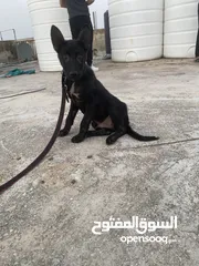  2 بالجم مالينو بلاك صحة جيدة جداً ذكي جداً  نشيط