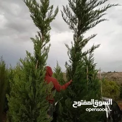  9 جميع انواع الاشجار  وفريق لصيانة وتنسيق جميع الحدائق والأشجار