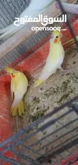  2 فراخ كوكتيل لاتينو عين حمرا
