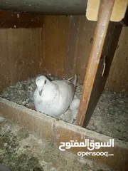  4 طيور حمام للبيع