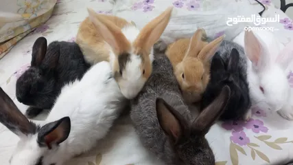  10 Rabbit for sell Holand Bride..age 2.month