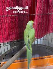  1 ببغاء دره للبيع