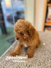  7 toy poodle