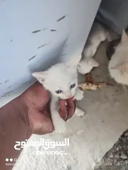  7 kitten 1month aged