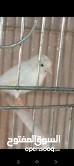 1 كوم كامل ذكور  واناثي 20حبه مخاليف اعمار بحدود 8شهور بداية تغريد لسه ماشتغلن فيهم  4حبات ابيض وفيهم