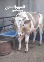  2 بسم الله ماشاء الله