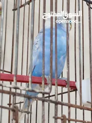  23 متاح ثلاث جواز حب مقفصات منهم جوز تحتو بيض قابلات للبدل على جوز كوكتيل لاتينو