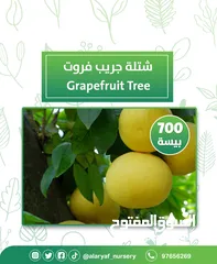  13 شتلات وأشجار البرتقال والحمضيات من مشتل الأرياف  أسعار منافسة نارنگی /  میندر کا درخت orange tree