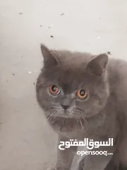  3 قط شارتروه
