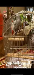  1 ببغاء كاسكو للبيع بسعر مغري جداً عمرو سنه و شهر و متكلم جدا صلاة النبي و أليف