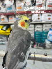  1 ببغاء  كوكتيل اليف جدا بجيك طيران من غرفة لغرفة