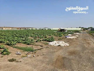  9 مزرعه للبيع في ولاية المضيبي / الشويعي